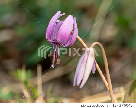 Purple flower of a dog Purple flower of a dog 124370042