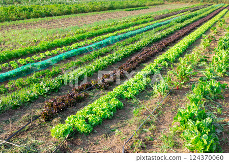 Beds of lettuce growing in harvest field 124370060