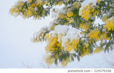 Delicate mimosa flowers on a bush covered with melting snow after a snowfall. Delicate mimosa flowers on a bush covered with melting snow after a snowfall. 124370166