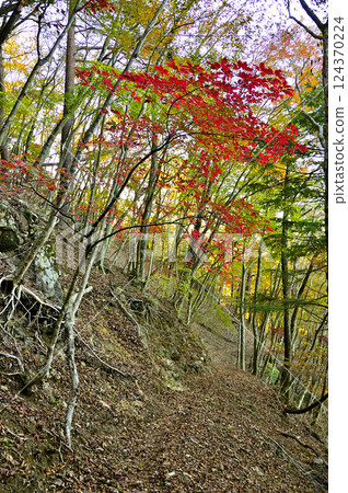 The red autumn leaves of the Japanese quince tree on Mount Eboshi in the Misaka Mountains 124370224