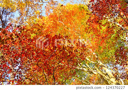 禦坂山烏帽山:染上朝霞的秋林、色彩繽紛的紅葉 禦坂山烏帽山:染上朝霞的秋林、色彩繽紛的紅葉 124370227