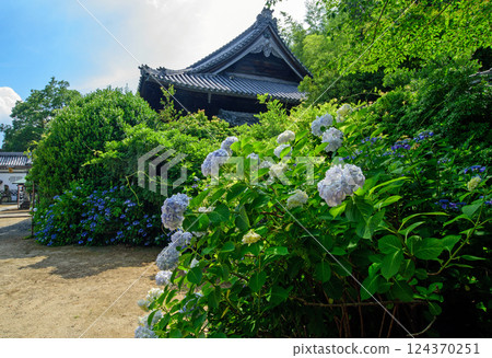 山崎書店內的繡球花 124370251