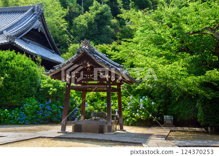 山崎書店內的繡球花 124370253