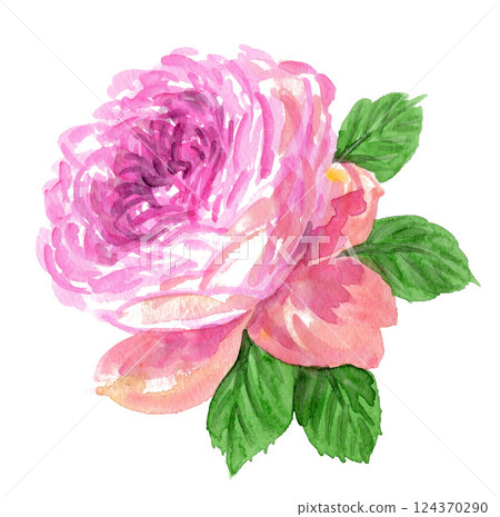 粉紅玫瑰水彩畫 25326pix7 124370290