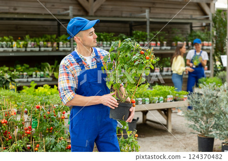 Man employee of garden hypermarket holds pot of indoor decorative cherry tomatoes in hands. 124370482
