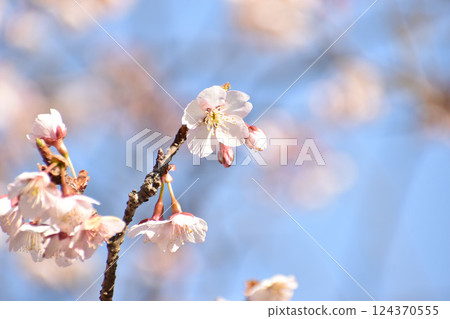 早春粉紅色的冷櫻花 早春粉紅色的冷櫻花 124370555