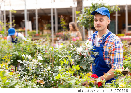 Man employee of garden center works with white rose bushes 124370568