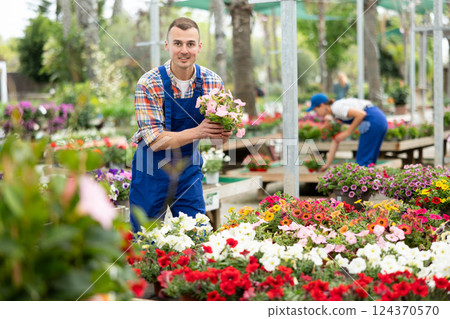 Male garden store employee puts in order showcase with outdoor plants petunia atkinsiana Male garden store employee puts in order showcase with outdoor plants petunia atkinsiana 124370570