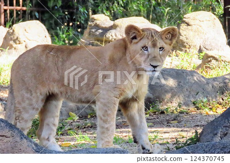 A child of a lion A child of a lion 124370745