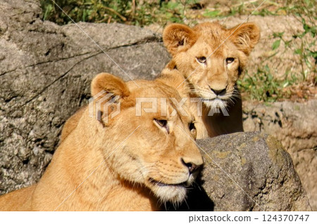 A child of a lion 124370747