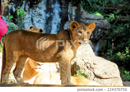 獅子的孩子 124370750