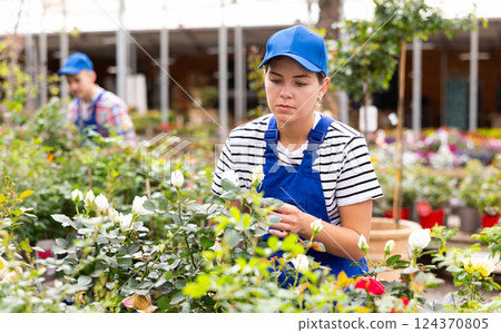 Girl employee of garden center works with white rose bushes 124370805