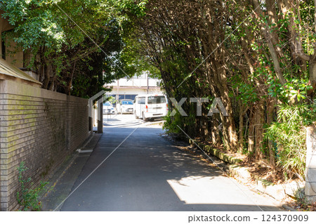 An alleyway with trees forming a tunnel An alleyway with trees forming a tunnel 124370909