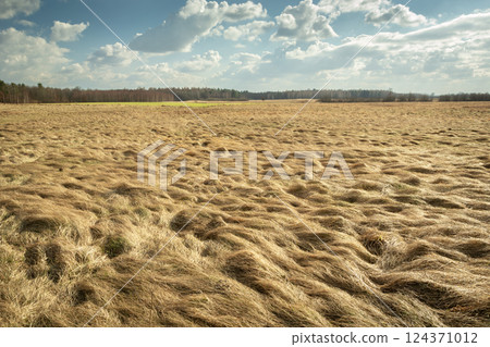 A view of dry grasses in a wild meadow 124371012