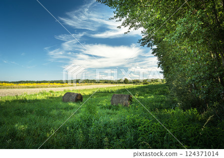 Bales of hay lie in the grass in a meadow in the shade of trees 124371014