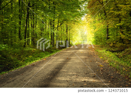 The first days of autumn in the forest with a dirt road 124371015