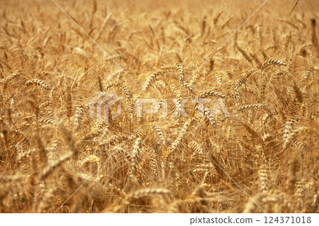 Background of triticale ears in the field 124371018