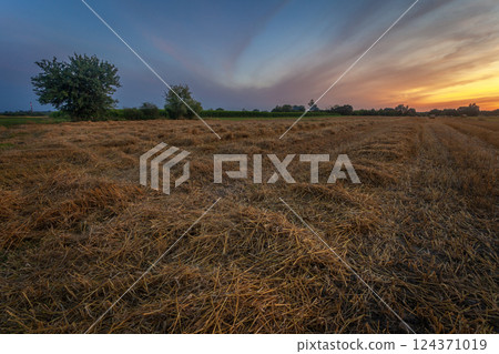 Straw in the field after mowing and the sunset in the sky 124371019