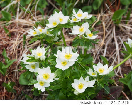 Anemone nigra of Mount Tanigawa Anemone nigra of Mount Tanigawa 124371266