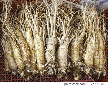Ginseng roots top view Fresh Herb medicine local market 124371302