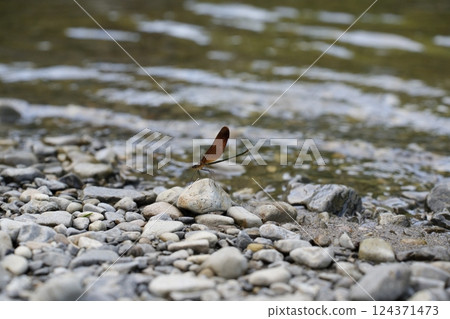 Dragonfly flying over the river 124371473