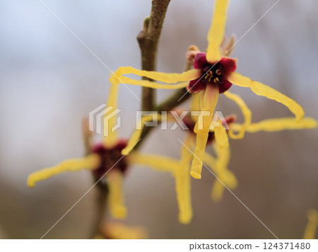 Small Witch Hazel flowers starting to bloom in March Small Witch Hazel flowers starting to bloom in March 124371480