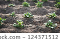 Rows of young potato plants growing in a row on a field. Growing vegetables in the soil. Home gardening. Potato field. 124371512