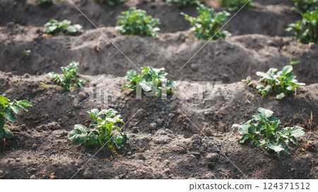 Rows of young potato plants growing in a row on a field. Growing vegetables in the soil. Home gardening. Potato field. Rows of young potato plants growing in a row on a field. Growing vegetables in the soil. Home gardening. Potato field. 124371512