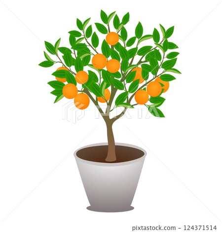 Mandarin tree in a pot isolated on white background.. 124371514