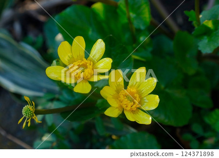 春天的景象：沼澤萬壽菊的亮黃色花朵 124371898