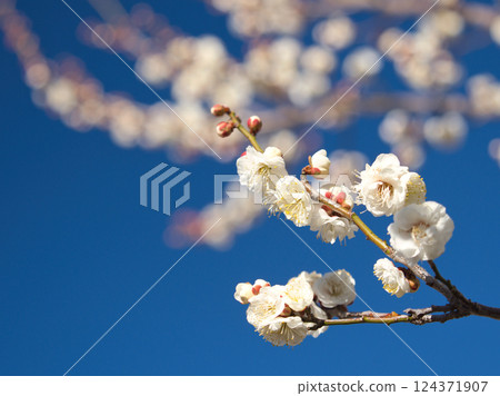 發光在藍天的白色李子 發光在藍天的白色李子 124371907