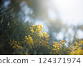 Mimosa 124371974