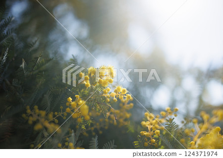 Mimosa 124371974