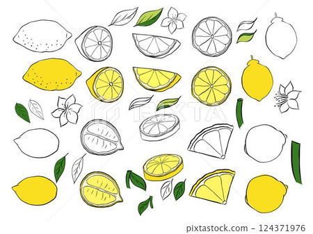 Yellow colored lemons and black and white set. Vector graphic line ink Exotic sour juicy fruit. Citric whole and slices. Isolated fruit set for banners, print for fabric, labels, t-shirt printing. 124371976