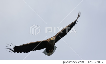 A white-tailed eagle gliding through the sky 124372017