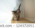 A kitten playing behind the furniture, saying "I want to climb up a bit" 124372051