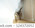 Kitten puts one hand on cardboard, saying "I think I can climb it" 124372052
