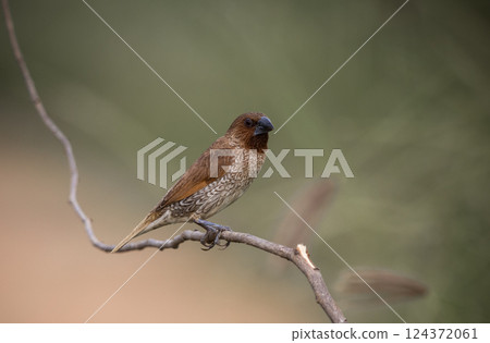 Scaly- breasted Munia on the branch animal portrait. 124372061