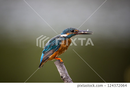 Common kingfisher on the branch tree animal portrait. 124372064