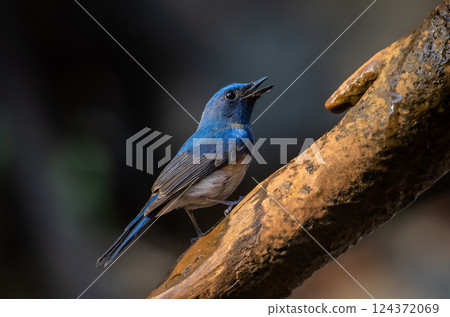 Hainan Blue Flycatcher on the branch thee animal portrait. 124372069