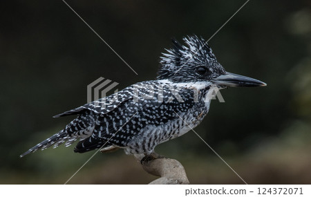 Crested Kingfisher on the branch at Chiang Dao District Chiangmai Province Thailand ( animal portrait ). Crested Kingfisher on the branch at Chiang Dao District Chiangmai Province Thailand ( animal portrait ). 124372071