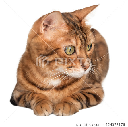 Full length adult Bengal cat. Full length adult Bengal cat. 124372176