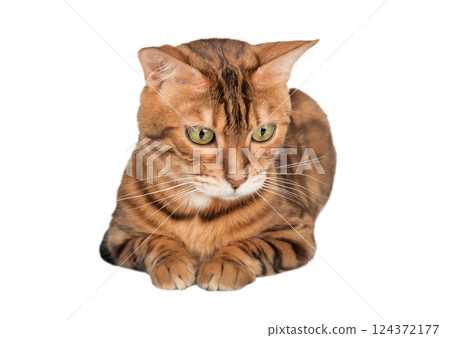 Full length adult Bengal cat. 124372177