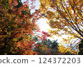 Autumn leaves 124372203