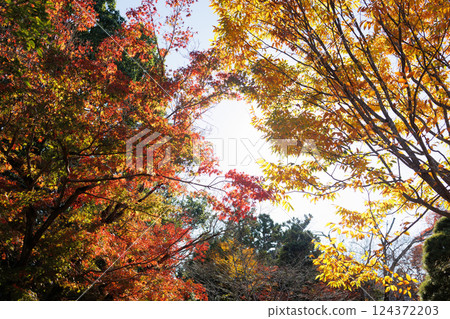 Autumn leaves 124372203