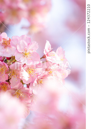 Kawazu cherry blossoms to announce the arrival of spring 124372210