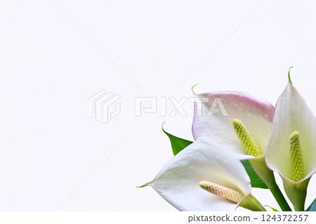 Three colors on a white background 124372257