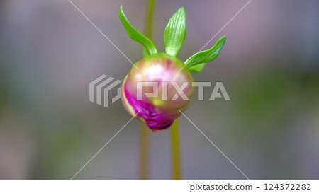 pretty flowers 124372282
