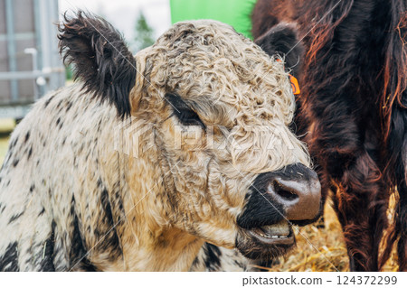 Galloway cattle breed for meat production Galloway cattle breed for meat production 124372299