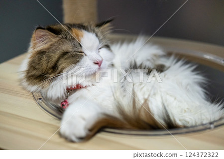 Close up of sleepy cute fluffy white cat in clear bowl on cat tree. Mixed breed cat between Maine Coon and Scottish Fold. 124372322